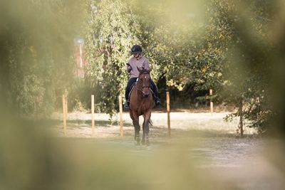 Cavalier sous les arbres