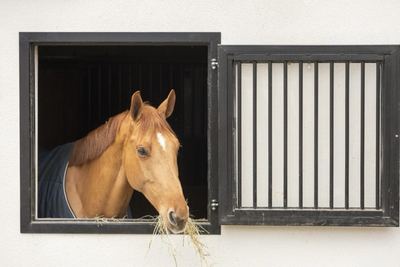 Cheval à la fenêtre de son box