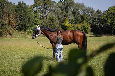Des paddocks en herbe