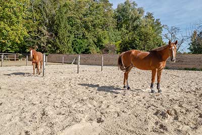 Des paddocks en sable