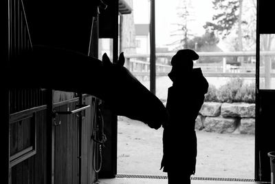 Silhouette d'un cheval et de son cavalier