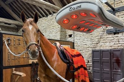 Cheval au solarium