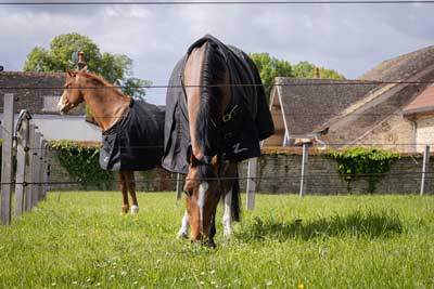 les paddocks en herbe