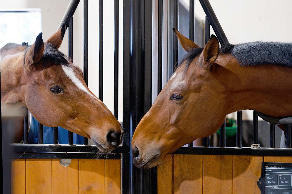 pension pour chevaux